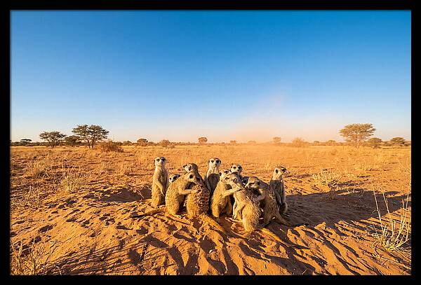 African Meerkat Family Bonding