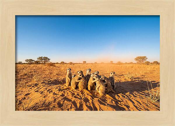 African Meerkat Family Bonding