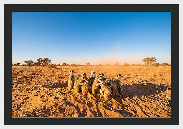 African Meerkat Family Bonding