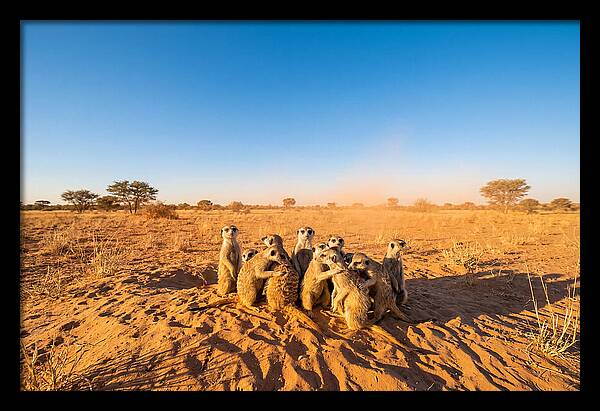African Meerkat Family Bonding
