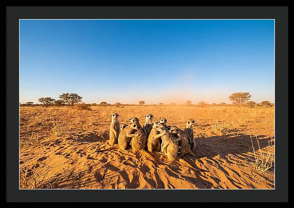 African Meerkat Family Bonding