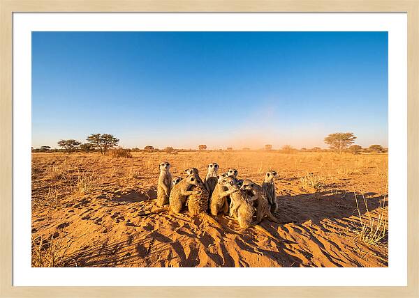 African Meerkat Family Bonding