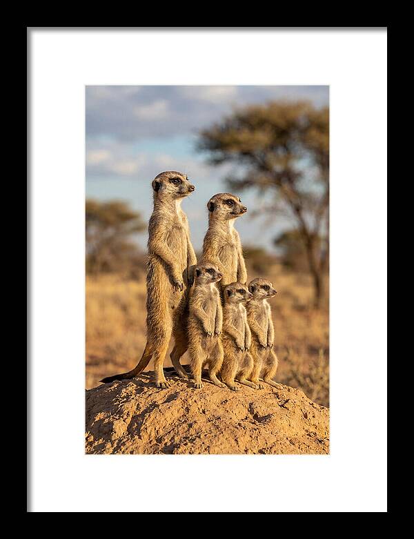 African Meerkat Family Sentinel