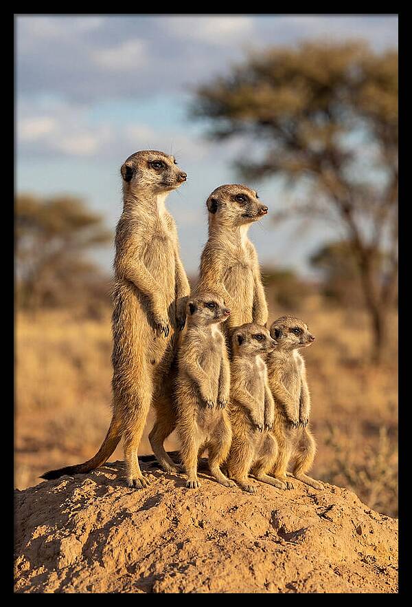African Meerkat Family Sentinel