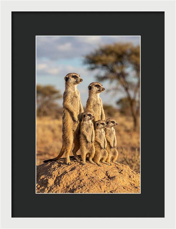 African Meerkat Family Sentinel