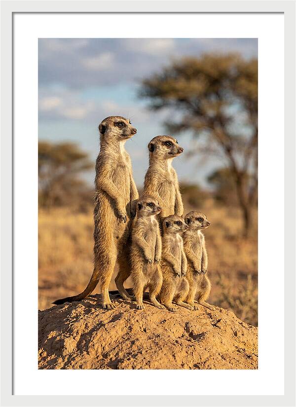 African Meerkat Family Sentinel