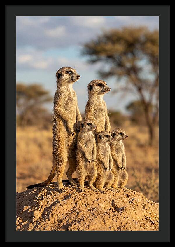 African Meerkat Family Sentinel