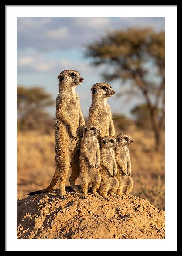 African Meerkat Family Sentinel