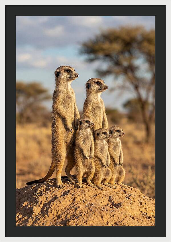 African Meerkat Family Sentinel
