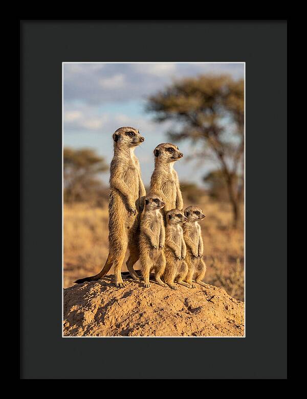 African Meerkat Family Sentinel