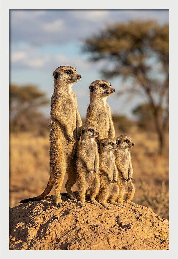 African Meerkat Family Sentinel