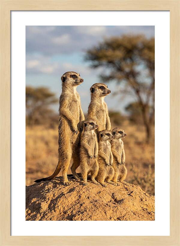 African Meerkat Family Sentinel