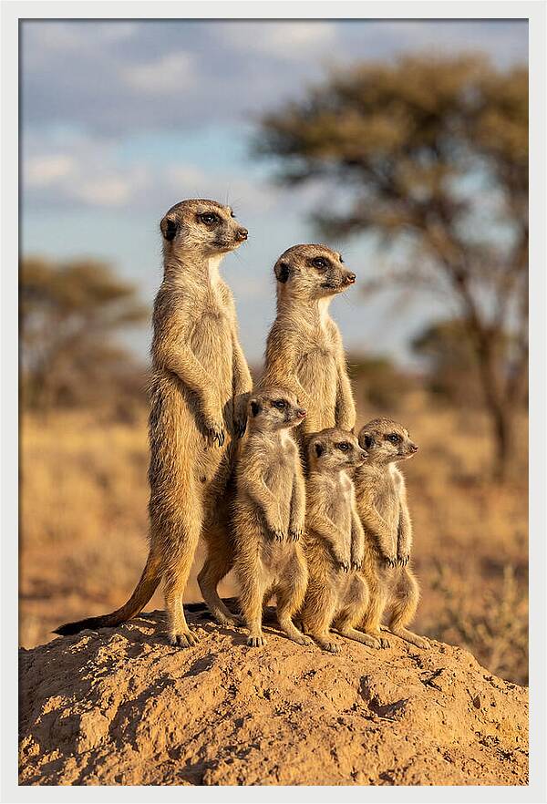 African Meerkat Family Sentinel