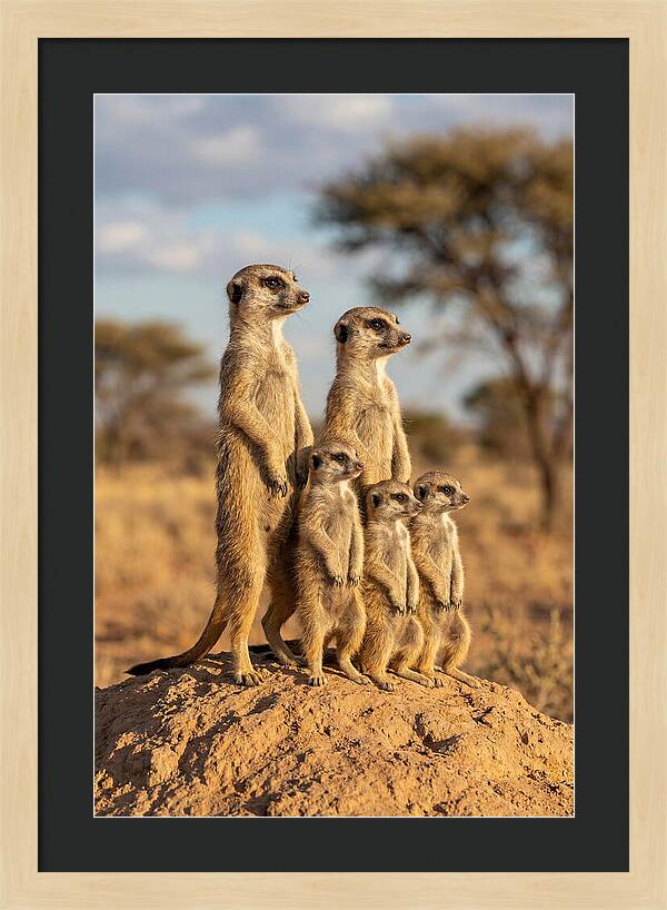 African Meerkat Family Sentinel