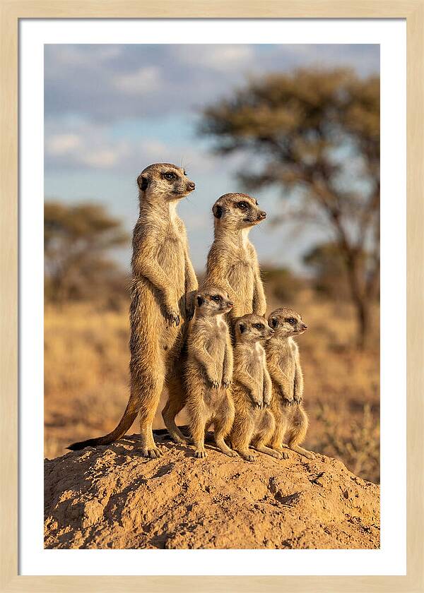 African Meerkat Family Sentinel