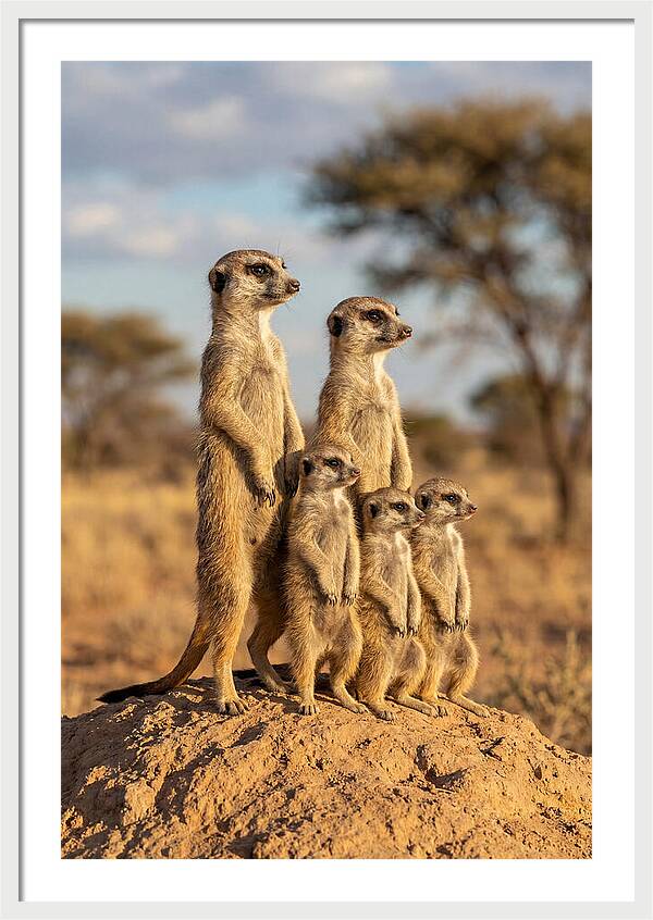 African Meerkat Family Sentinel