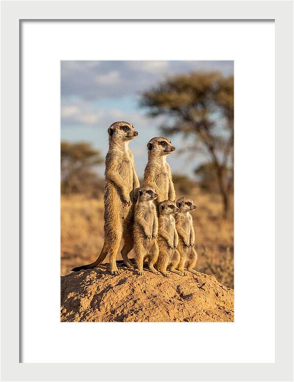 African Meerkat Family Sentinel