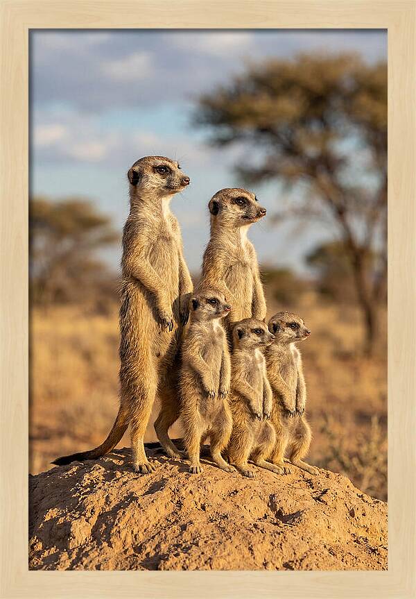 African Meerkat Family Sentinel