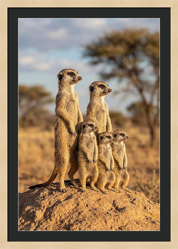 African Meerkat Family Sentinel