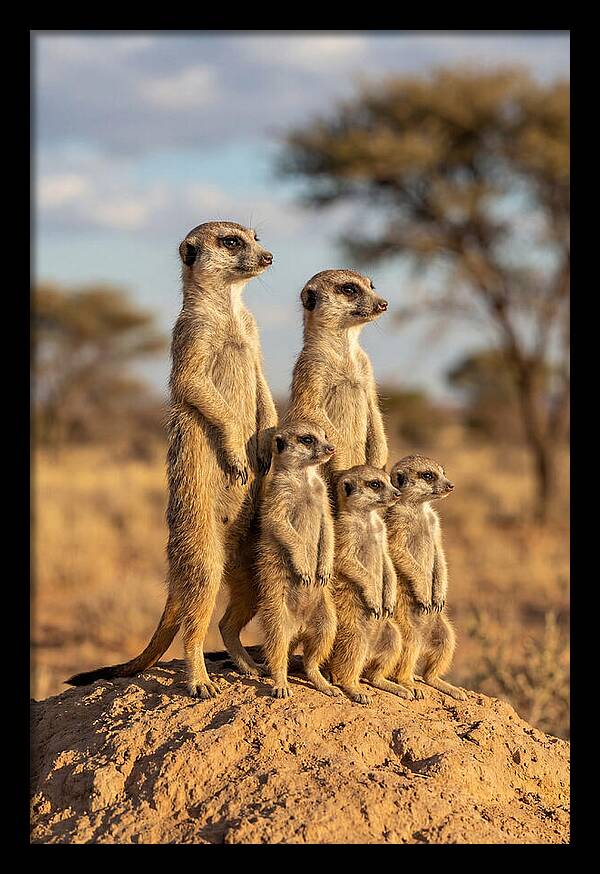 African Meerkat Family Sentinel