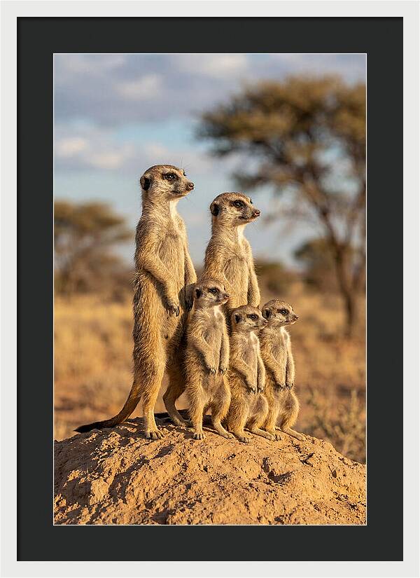 African Meerkat Family Sentinel