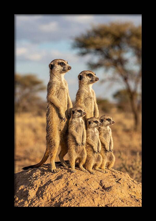 African Meerkat Family Sentinel