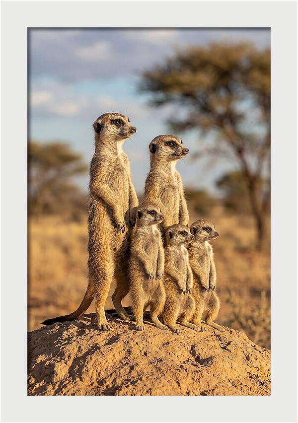 African Meerkat Family Sentinel