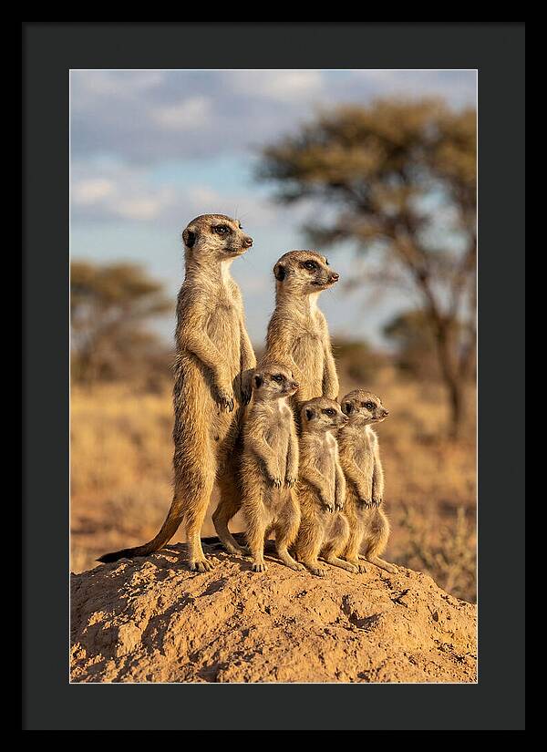 African Meerkat Family Sentinel