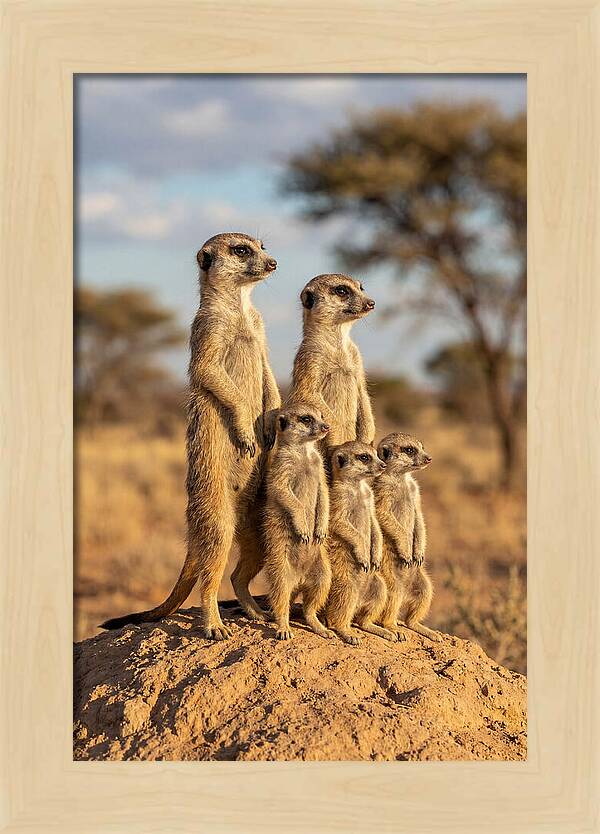 African Meerkat Family Sentinel