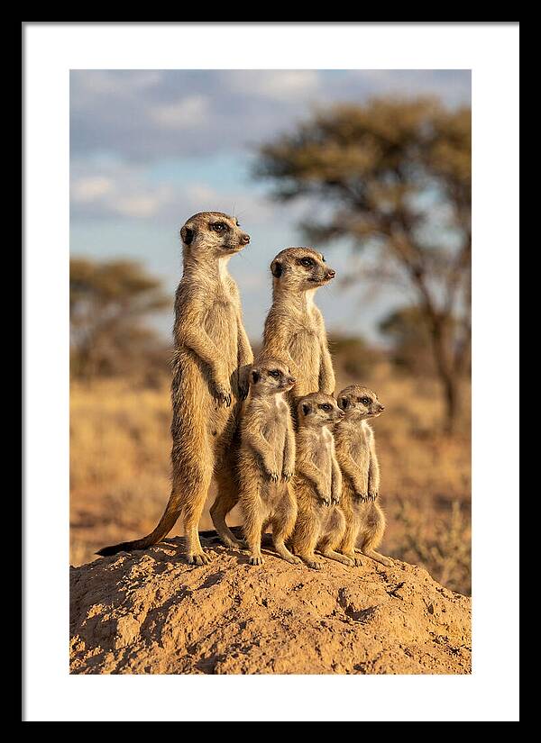 African Meerkat Family Sentinel