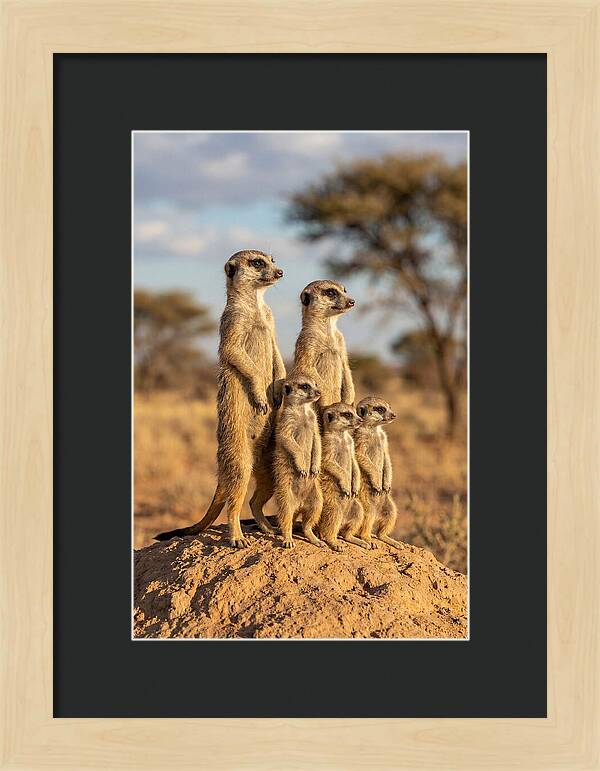 African Meerkat Family Sentinel