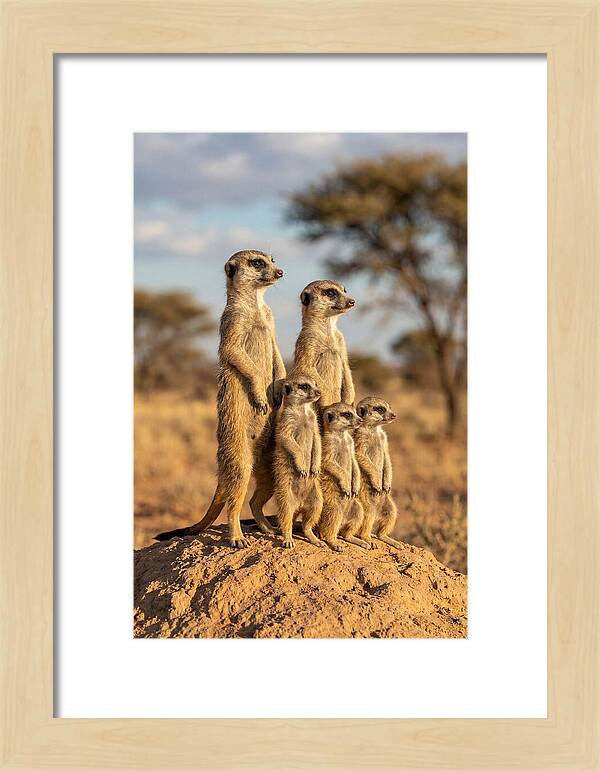 African Meerkat Family Sentinel