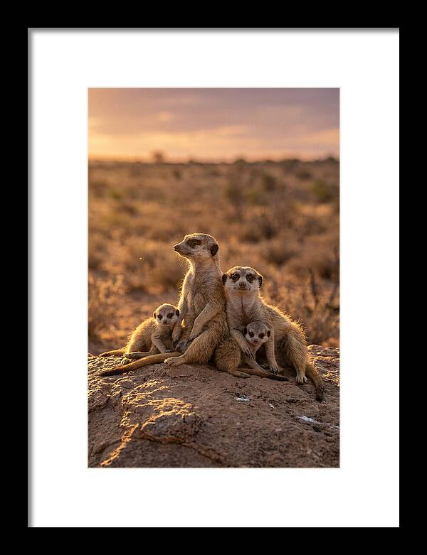 African Meerkats Enjoying The Sun