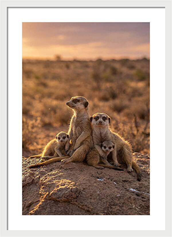 African Meerkats Enjoying The Sun