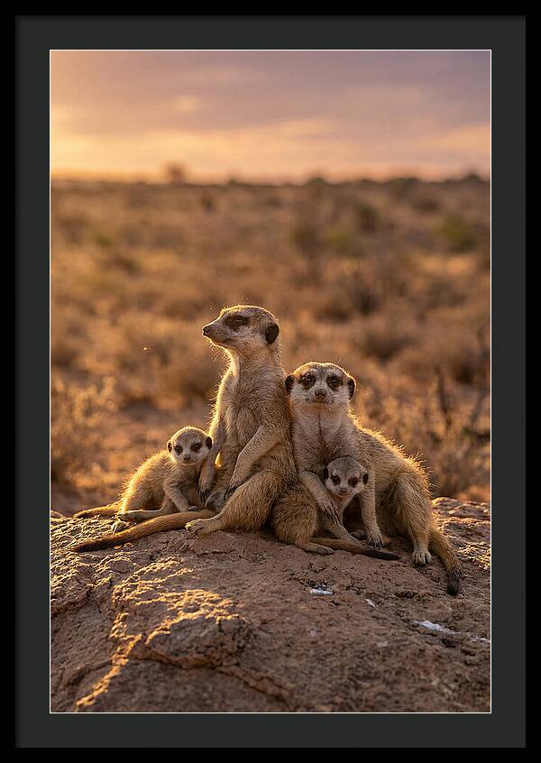 African Meerkats Enjoying The Sun