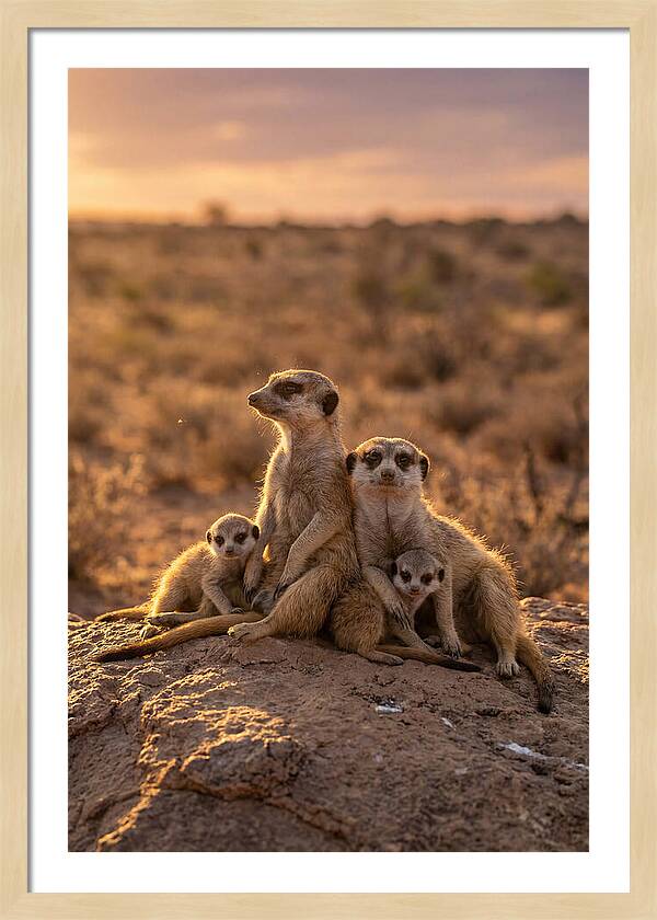 African Meerkats Enjoying The Sun