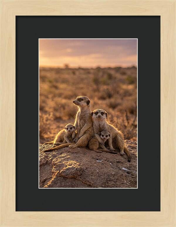 African Meerkats Enjoying The Sun