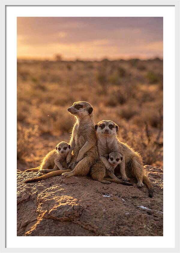 African Meerkats Enjoying The Sun