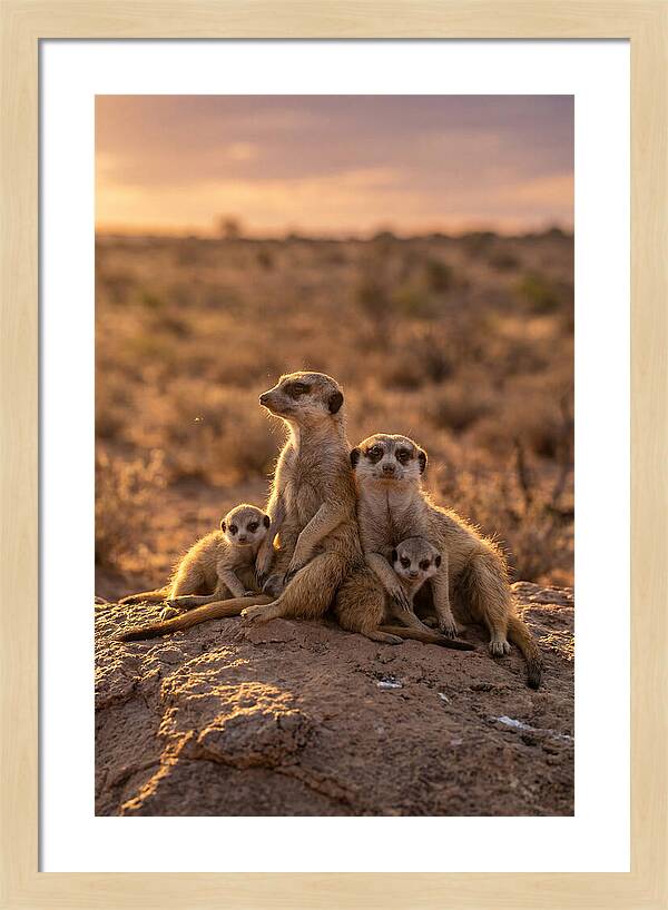 African Meerkats Enjoying The Sun