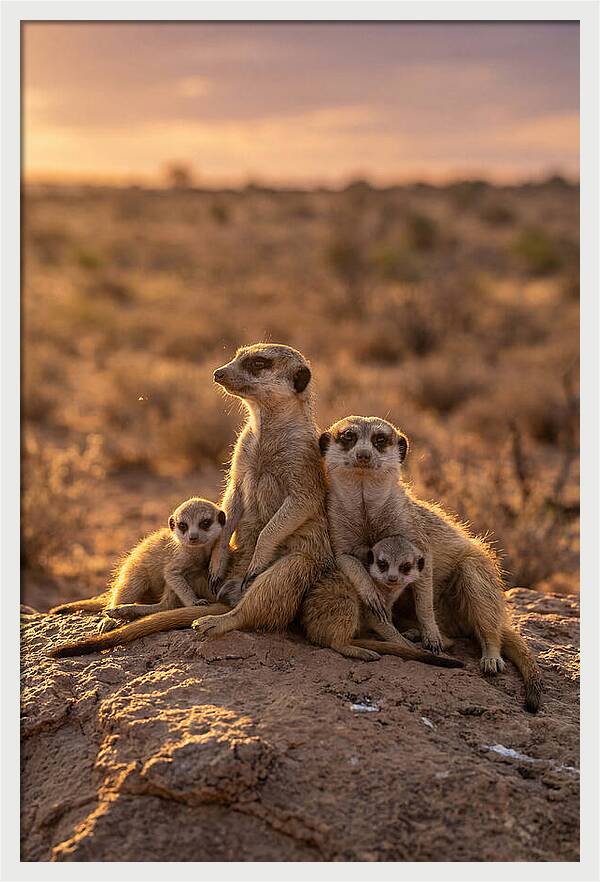 African Meerkats Enjoying The Sun