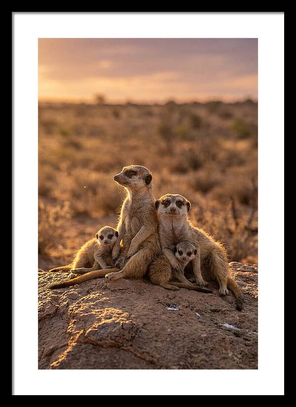 African Meerkats Enjoying The Sun