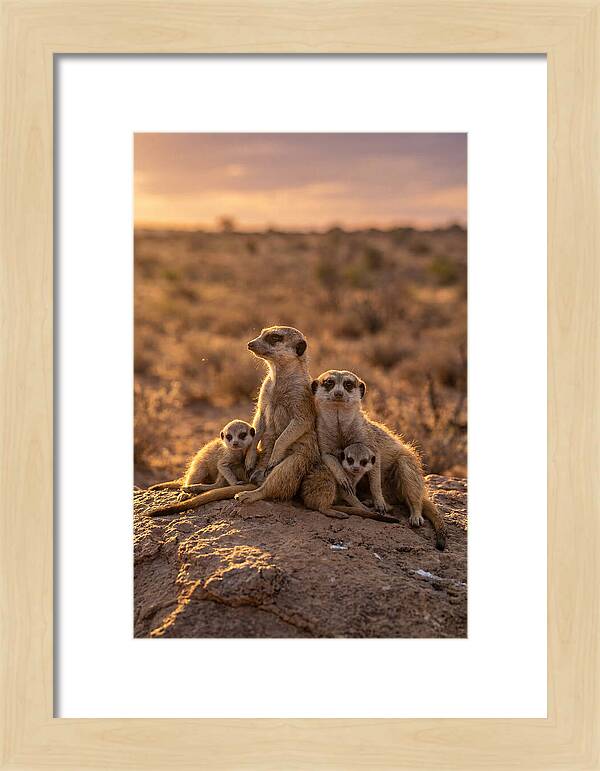 African Meerkats Enjoying The Sun