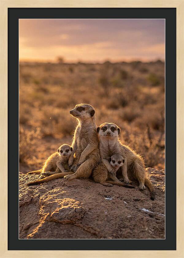 African Meerkats Enjoying The Sun