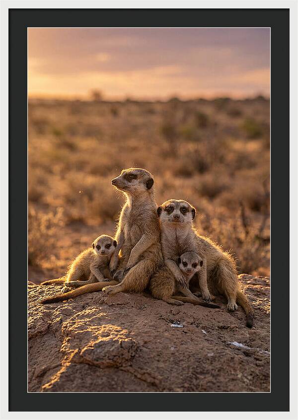 African Meerkats Enjoying The Sun
