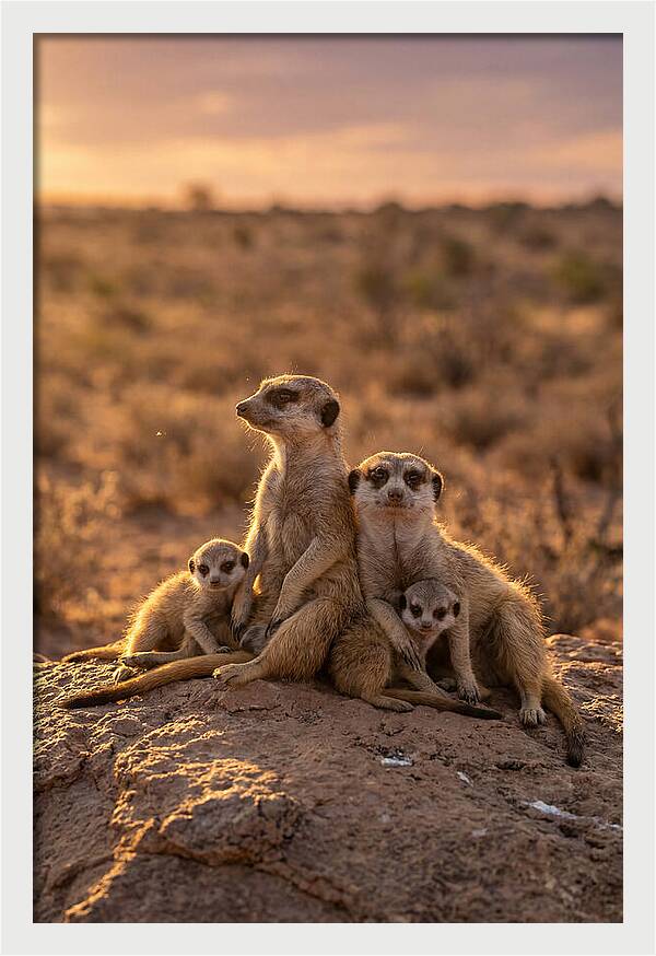 African Meerkats Enjoying The Sun