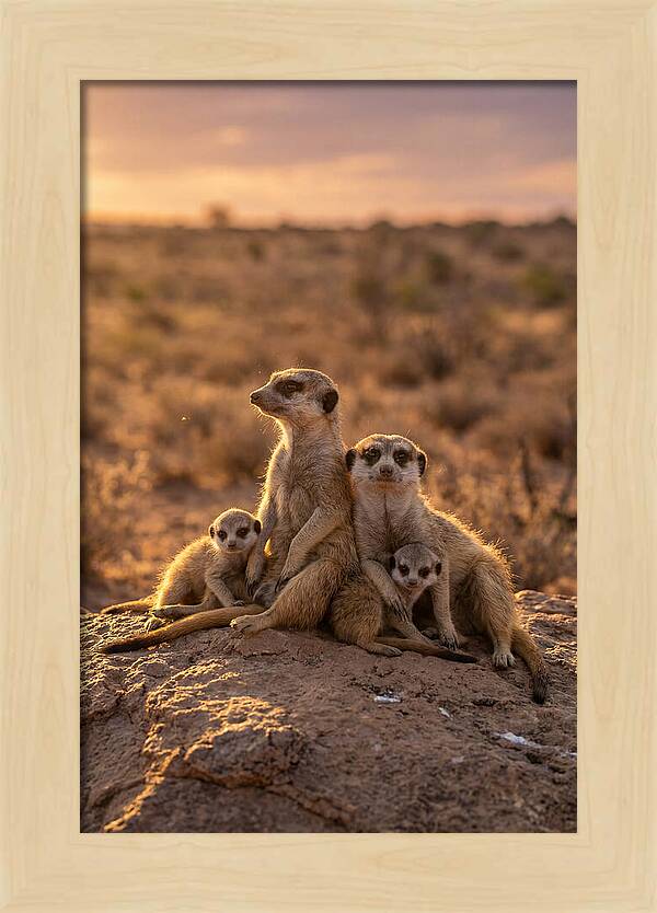 African Meerkats Enjoying The Sun