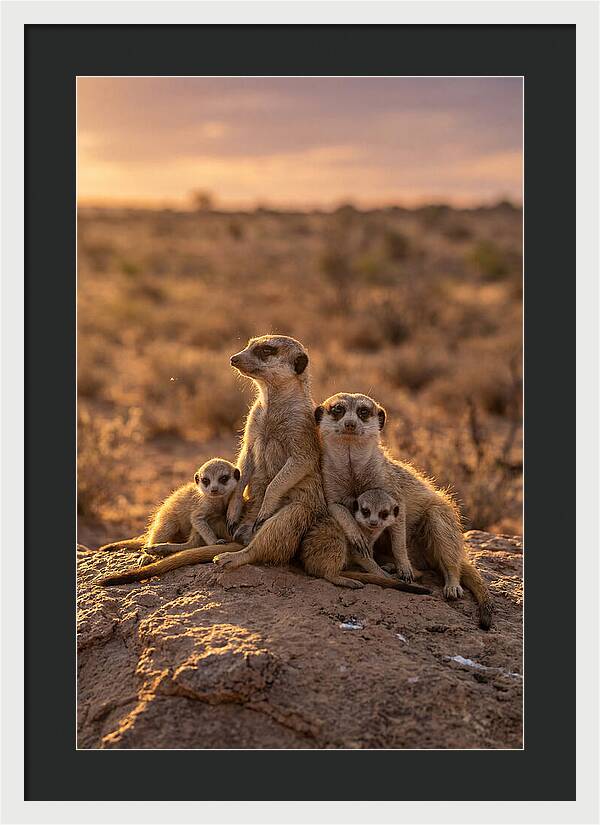 African Meerkats Enjoying The Sun