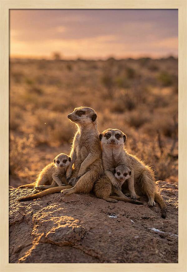 African Meerkats Enjoying The Sun