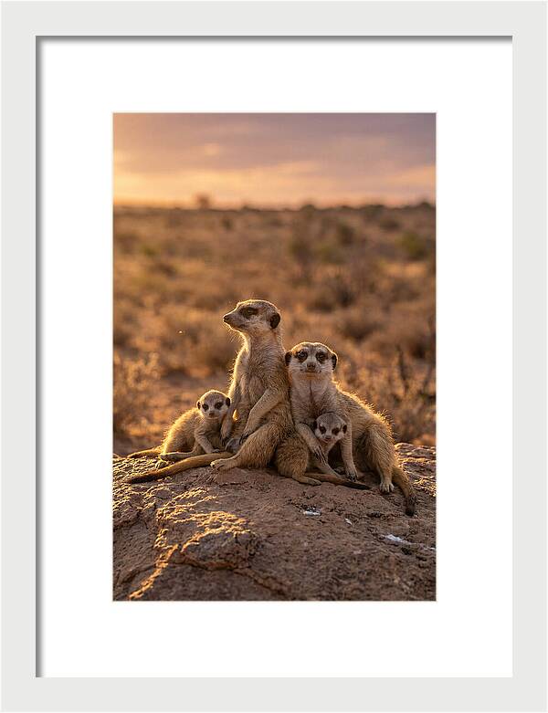 African Meerkats Enjoying The Sun