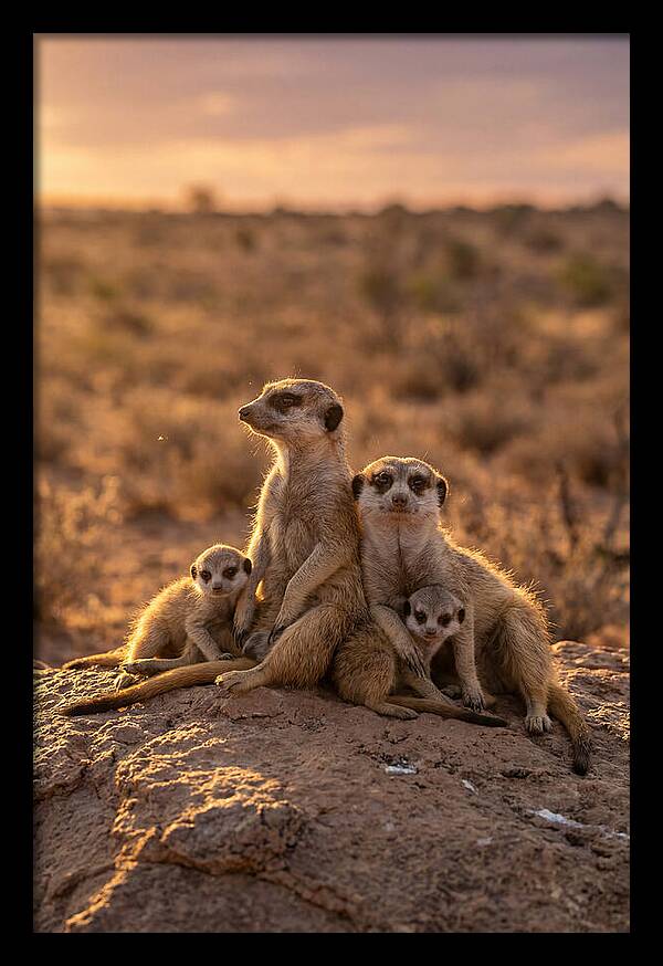 African Meerkats Enjoying The Sun